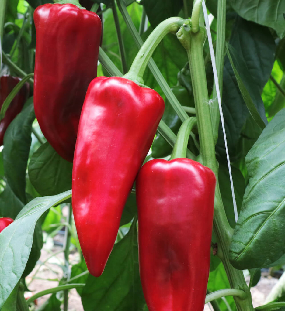 Paprika Kamor F1 Orosco 500 Szem Profi kertészek profi